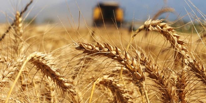 Konya Ovası’nda arpa hasadı başladı