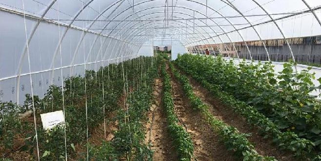 Bursa E Tipi Cezaevi’nde tarımsal üretim başladı