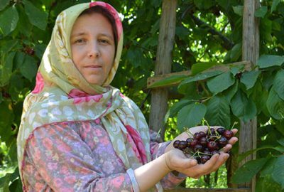 Karabodur kirazda hasat başladı