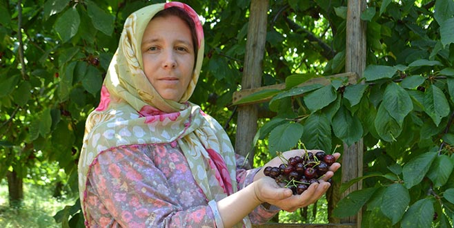 Karabodur kirazda hasat başladı