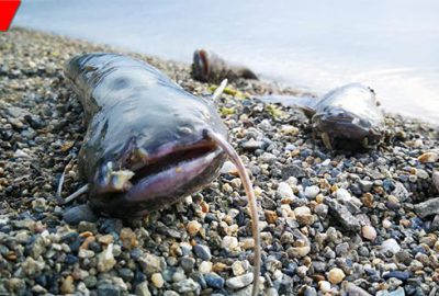 Paniğe sebep olan balık ölümleri