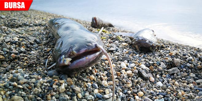 Paniğe sebep olan balık ölümleri Paniğe sebep olan balık ölümleri