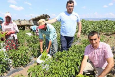 Yenişehir Ovası’nda biber hasadı başladı