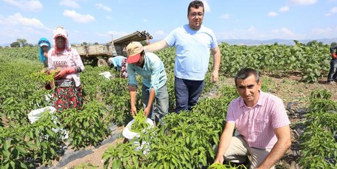 Yenişehir Ovası’nda biber hasadı başladı