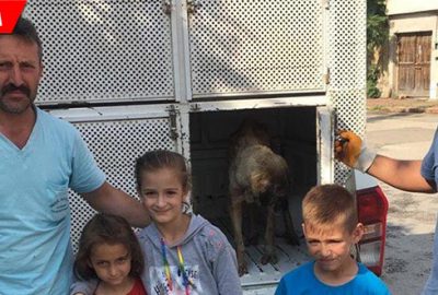 Yaralı köpeğe önce çocuklar, sonra belediye sahip çıktı