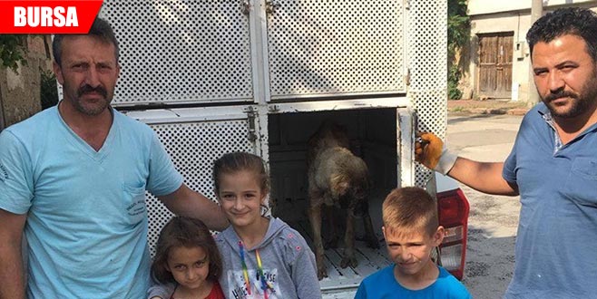 Yaralı köpeğe önce çocuklar, sonra belediye sahip çıktı