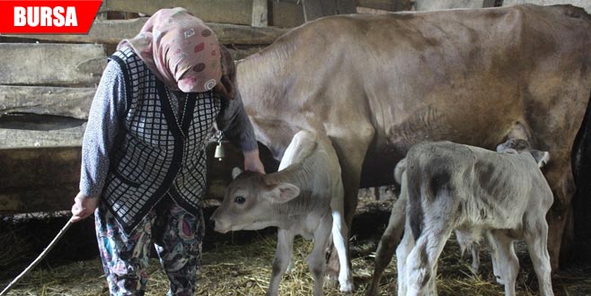 Bütün köyü şaşırtan olay! İlk defa oldu…