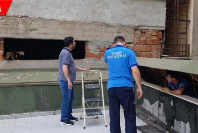 İtfaiye yavru kediyi kurtarmaya çalıştı, anne kedi izledi