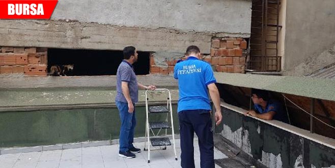 İtfaiye yavru kediyi kurtarmaya çalıştı, anne kedi izledi