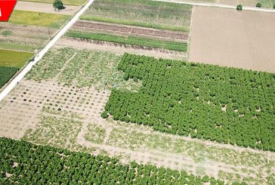 Ovada zor günler! 60 bin ağaç kesildi