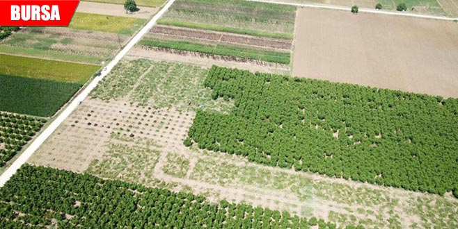 Ovada zor günler! 60 bin ağaç kesildi
