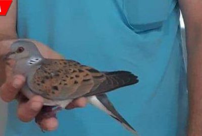 Nesli tükenmekte olan ‘üveyik’ tedavi altında