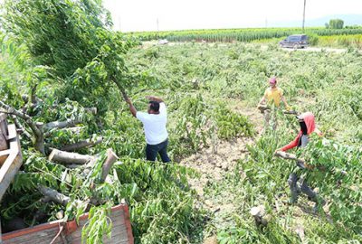 Bursa şeftalisi zor günler yaşıyor