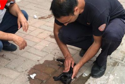 Kediyi hayata döndürmek için seferber oldular