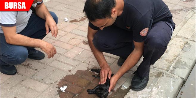 Kediyi hayata döndürmek için seferber oldular Kediyi hayata döndürmek için seferber oldular