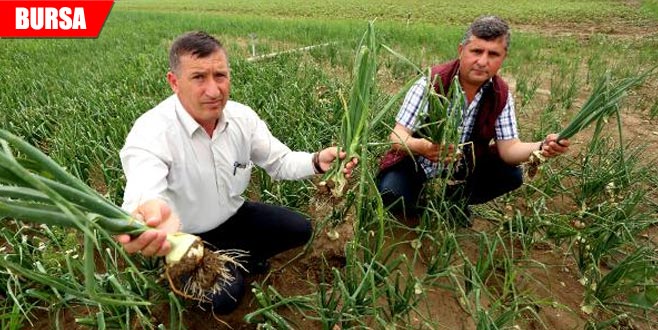 15 dakika yetti! Ovayı dolu vurdu 15 dakika yetti! Ovayı dolu vurdu