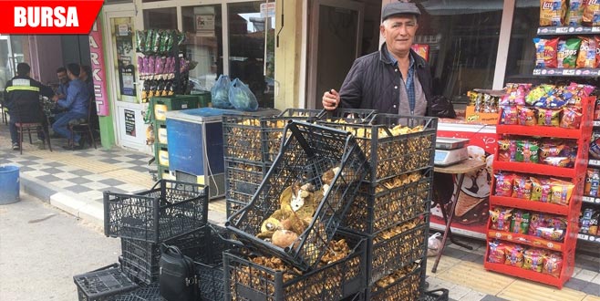 Ayı mantarı Keleslilerin yüzünü güldürdü