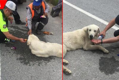 Köpeğe polis şefkati