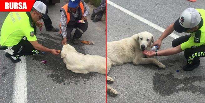 Köpeğe polis şefkati
