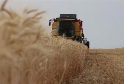 Buğdaydan 10 yılda 10 milyar dolarlık katma değer