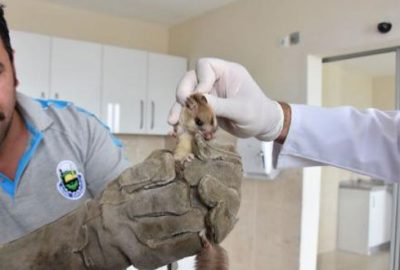 ‘Laos Kaya Faresi’ sanılmıştı! Ne olduğu tespit edildi