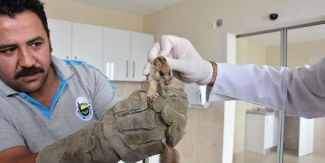 ‘Laos Kaya Faresi’ sanılmıştı! Ne olduğu tespit edildi