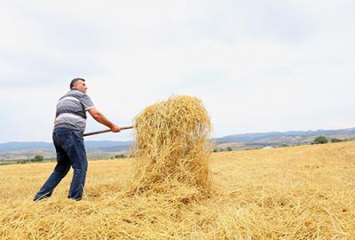 Yenişehir Ovası’nda yağmur çiftçiyi olumsuz etkiledi