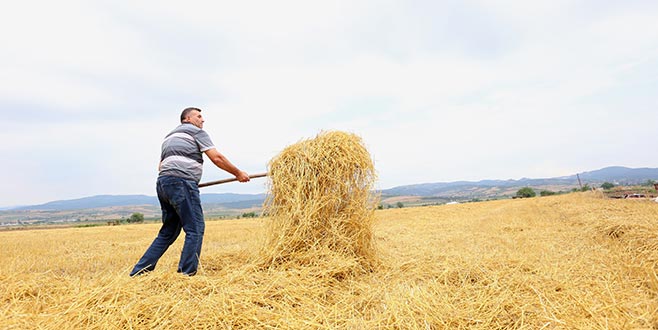 Yenişehir Ovası’nda yağmur çiftçiyi olumsuz etkiledi Yenişehir Ovası’nda yağmur çiftçiyi olumsuz etkiledi