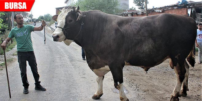 Görenleri şaşkına çeviren 1.5 tonluk boğa