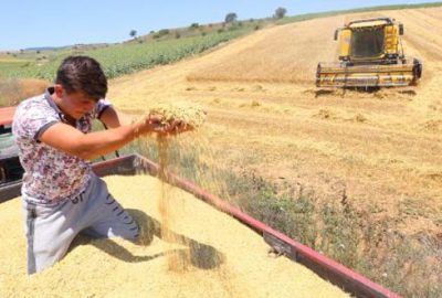 Yağmur yağışının sona ermesiyle buğday hasadı yeniden başladı