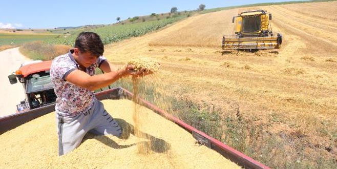 Yağmur yağışının sona ermesiyle buğday hasadı yeniden başladı