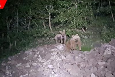 Korkudan sabaha kadar uyutmadılar