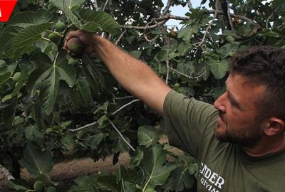 İşte kraliyet meyvesinin sırrı