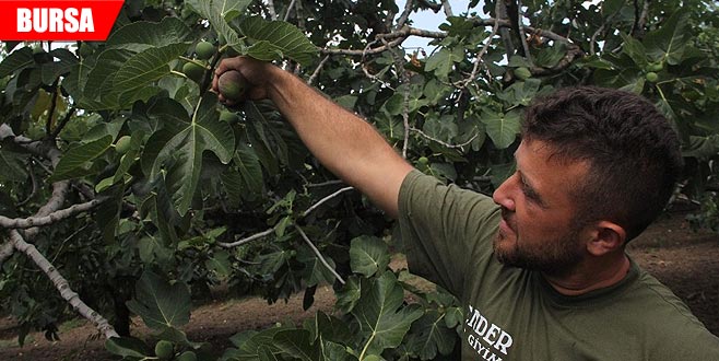 İşte kraliyet meyvesinin sırrı İşte kraliyet meyvesinin sırrı