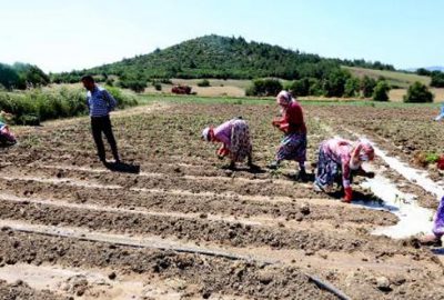 Yenişehir’de çiftçi, bibere yöneldi