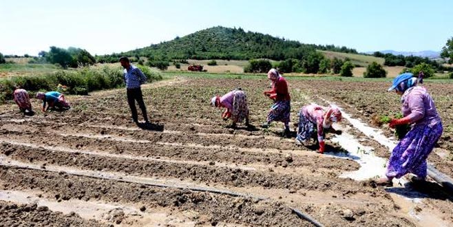 Yenişehir’de çiftçi, bibere yöneldi