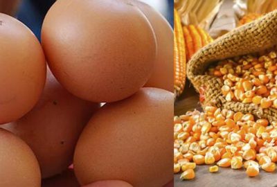 Yumurtaya mısır desteği