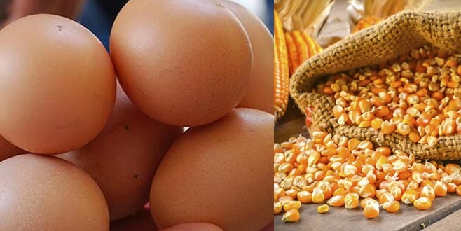 Yumurtaya mısır desteği