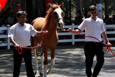 Safkan Arap tayları lüks otomobil fiyatına alıcı buldu