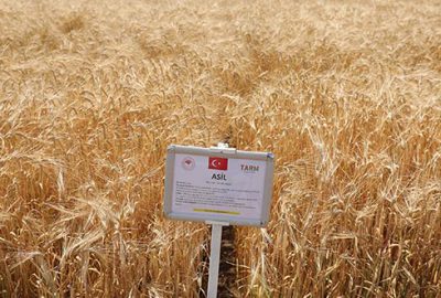 Yerli ve milli tohum