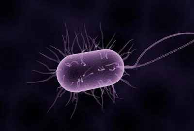 İngiltere’yi alarma geçiren bakteri