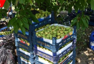 ‘Akça armudu’ hasadı buruk başladı