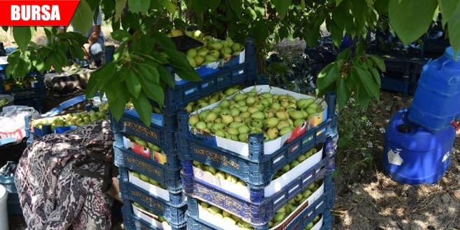 ‘Akça armudu’ hasadı buruk başladı