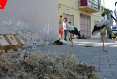 Yıkılan leylek yuvası için seferber oldular
