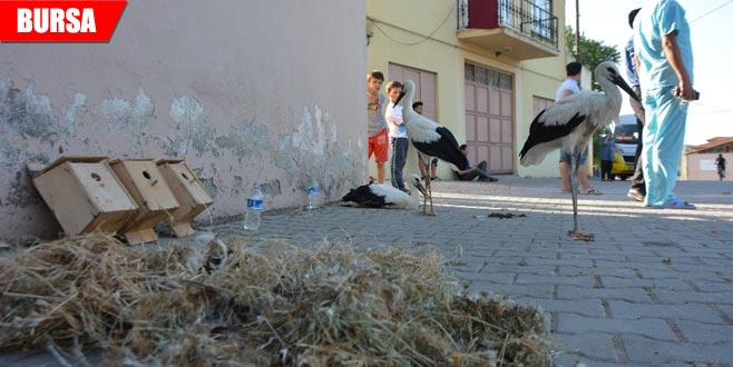 Yıkılan leylek yuvası için seferber oldular Yıkılan leylek yuvası için seferber oldular