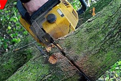 Kestiği ağacın altında kaldı