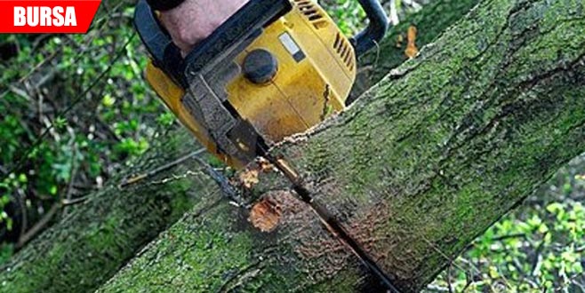 Kestiği ağacın altında kaldı