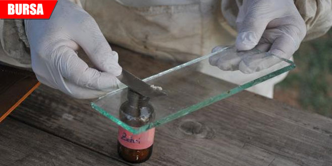 Hastalıkların şifası onda! Gramı 500 lira