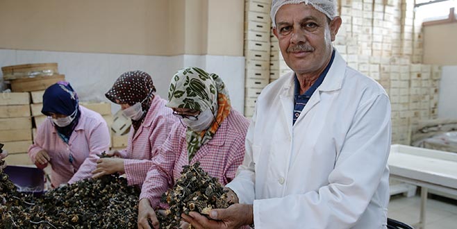 Kuzu göbeği’nin kilogramı 250 Euro’ya ihraç ediliyor Kuzu göbeği’nin kilogramı 250 Euro’ya ihraç ediliyor