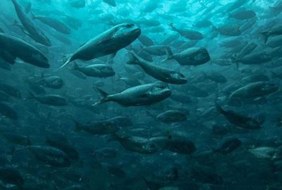 Bakanlık duyurdu! Bir ilk gerçekleşti